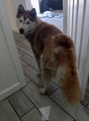 Sasha - Photo 3