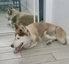 Sasha - Photo 5