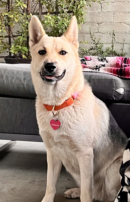 SUNNY - Shepherd / Husky available for adoption