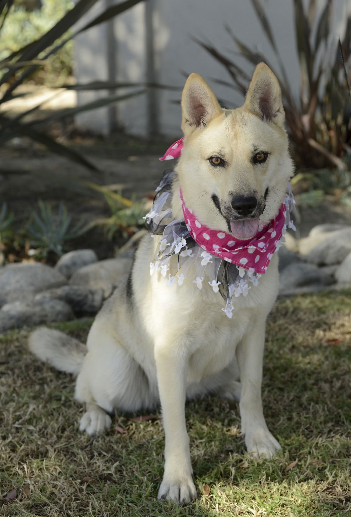 adoptable Dog in Dana Point, CA named Sunny