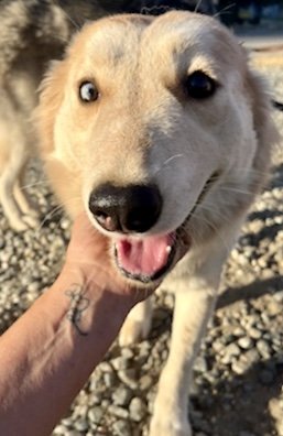 adoptable Dog in Dana Point, CA named Harley