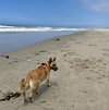 Grizzly - Photo 4