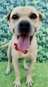 Gordy - Photo 2