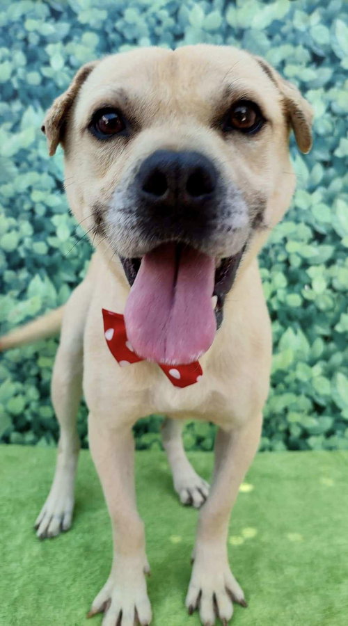 GORDY - Shar Pei available for adoption