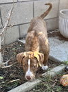 Apache - Photo 12