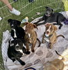 Apache - Photo 14