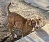 Apache - Photo 10