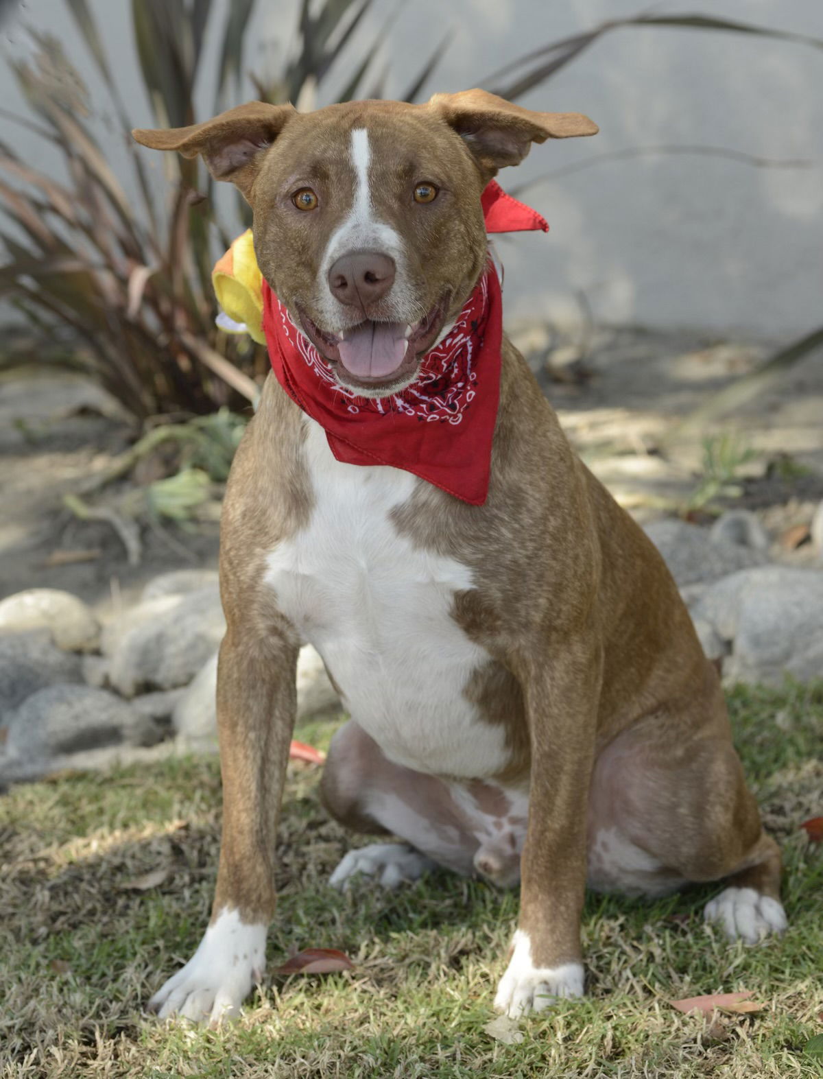 adoptable Dog in Dana Point, CA named Apache