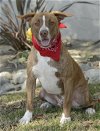 adoptable Dog in dana point, CA named Apache