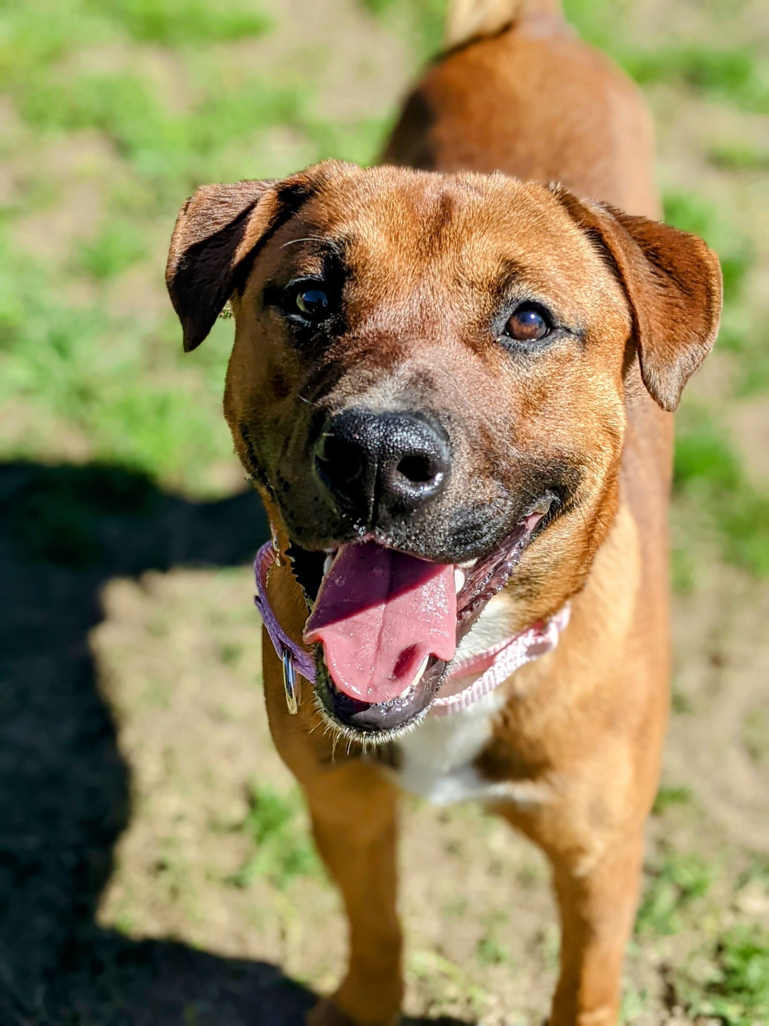 adoptable Dog in Dana Point, CA named Ace