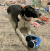 Lola - Photo 12