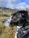 Lola - Photo 15