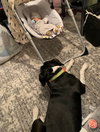 Lola - Photo 19