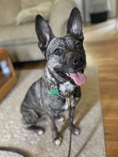 HEIDI - French Bulldog / Shepherd available for adoption