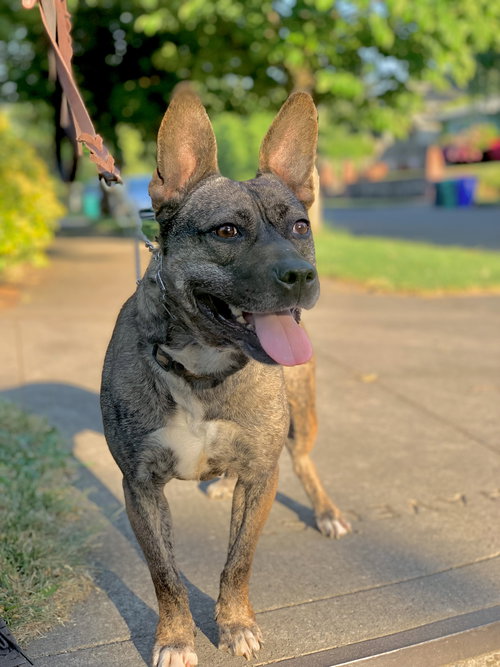 HEIDI - French Bulldog / Shepherd available for adoption