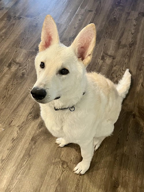 EVEREST - White German Shepherd / White Swiss Shepherd Dog (Swiss Berger) available for adoption