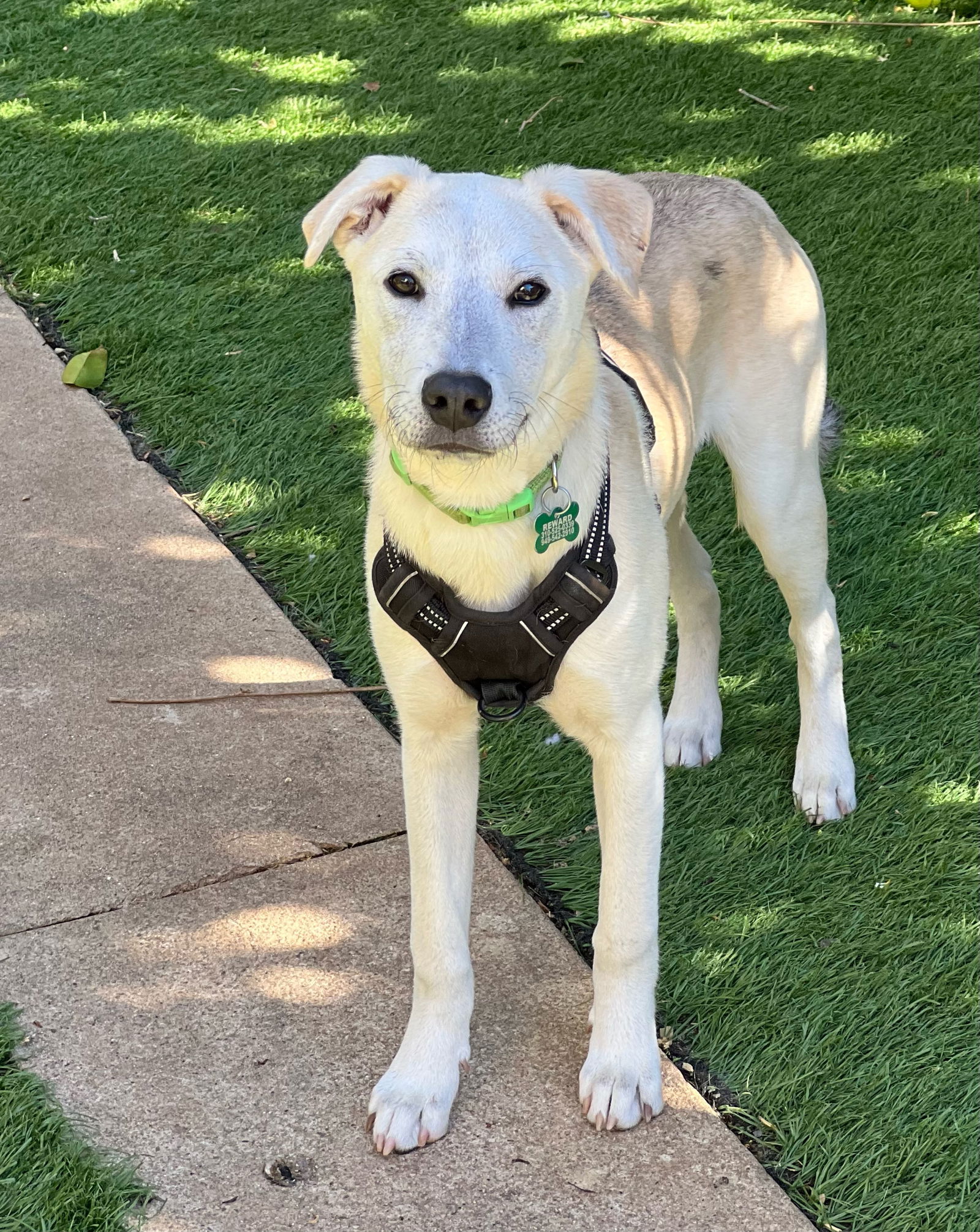 adoptable Dog in Dana Point, CA named Stitch