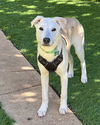 adoptable Dog in Dana Point, CA named Stitch