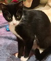 Nala - Photo 2