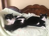 Nala - Photo 4