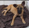 Missy - Photo 15