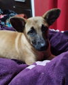 Missy - Photo 18