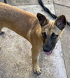Missy - Photo 16