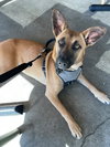 Missy - Photo 8