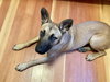 Missy - Photo 10