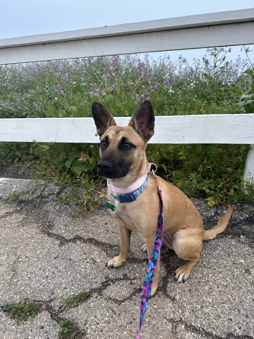 MISSY - Shepherd / Belgian Shepherd Malinois available for adoption
