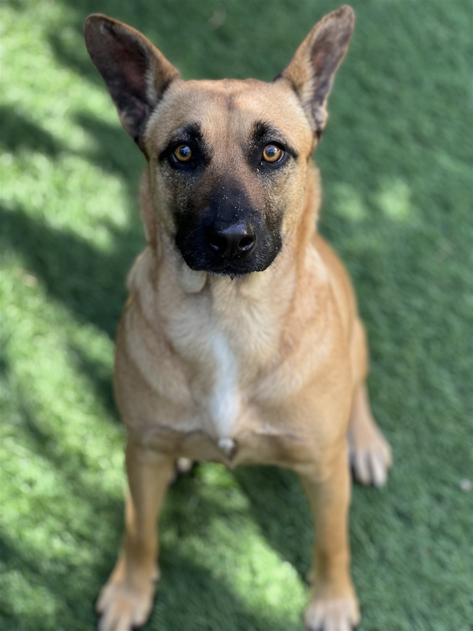 adoptable Dog in Dana Point, CA named Missy