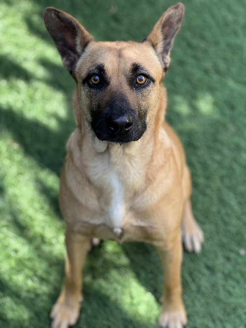 MISSY - Shepherd / Belgian Shepherd Malinois available for adoption