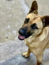 Missy - Photo 4