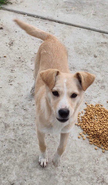 adoptable Dog in Dana Point, CA named Dug