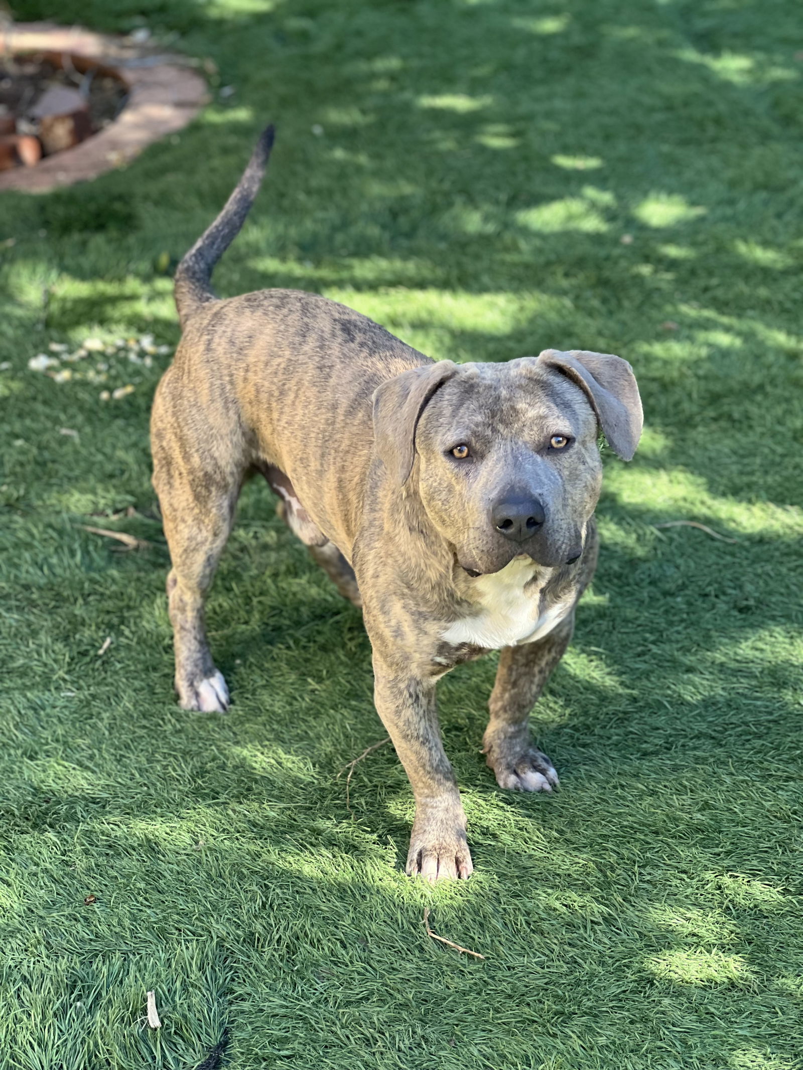 adoptable Dog in Dana Point, CA named Harold