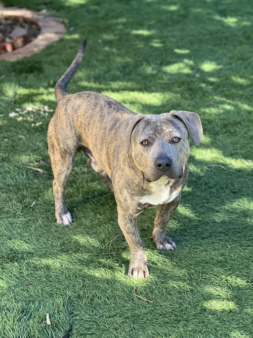 HAROLD - Pit Bull Terrier / Dachshund available for adoption