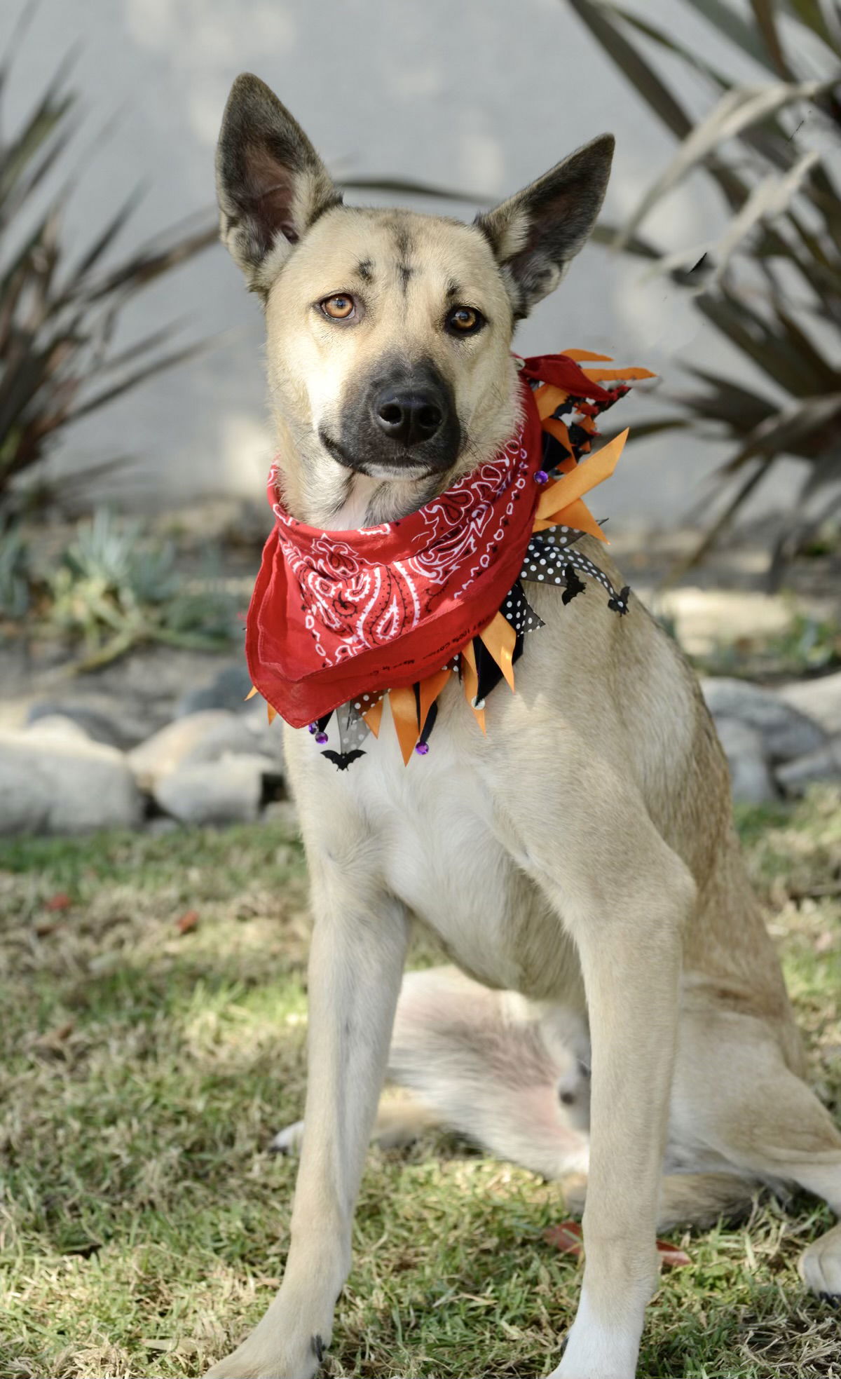 adoptable Dog in Dana Point, CA named Jackson