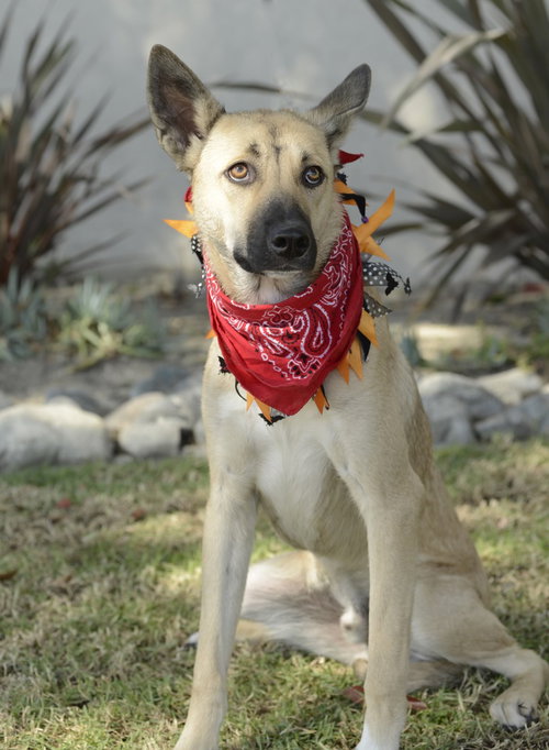 JACKSON - Shepherd / Australian Kelpie available for adoption