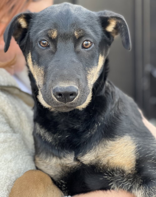 BOWIE - Shepherd / Australian Kelpie available for adoption