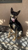 adoptable Dog in Dana Point, CA named Presley