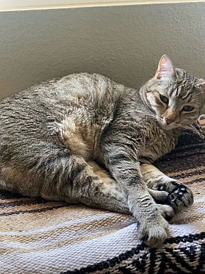 adoptable Cat in Dana Point, CA named Lexi