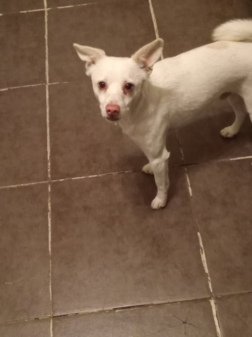 OWEN - Spitz / Chihuahua available for adoption