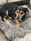 adoptable Dog in Dana Point, CA named Grady