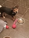 Grady - Photo 2