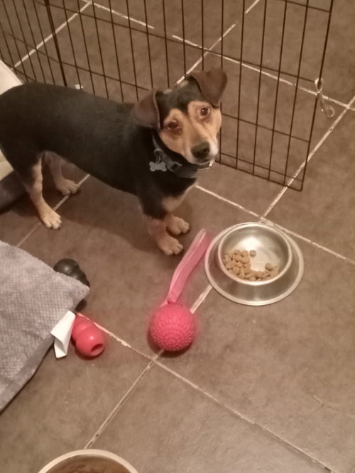 GRADY - Beagle / Miniature Pinscher available for adoption