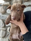 Archie - Photo 18