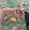 Archie - Photo 7