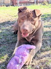 Archie - Photo 2