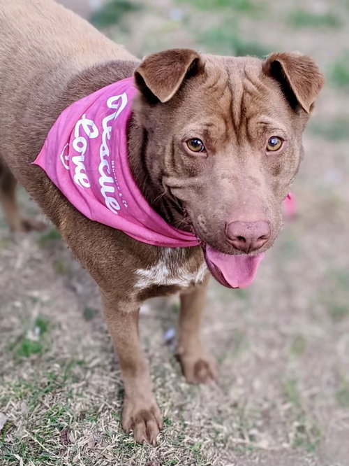 ARCHIE - Shar Pei / Labrador Retriever available for adoption