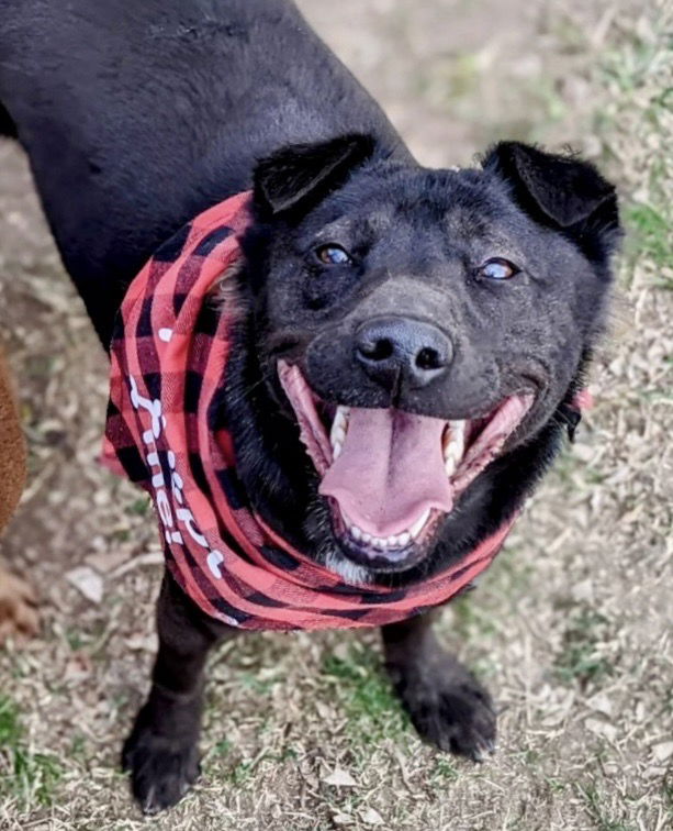 adoptable Dog in Dana Point, CA named Aspen